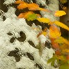 Common beech leaves in autumn, Scotland